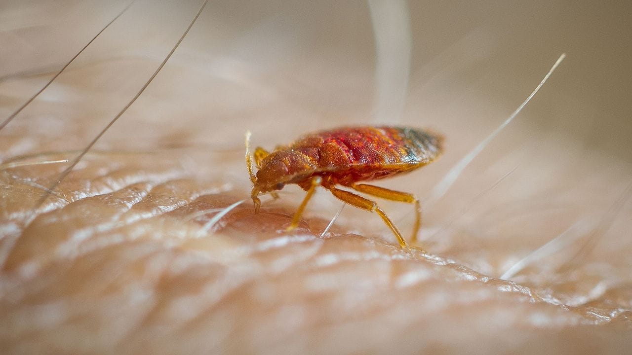 Affordable Bed Bug Treatment That Delivers Real Results