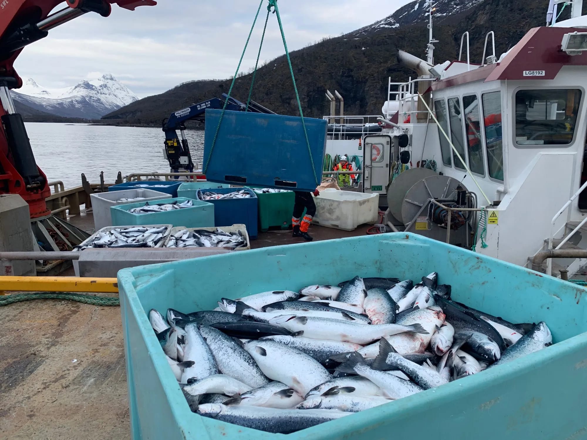 Seafood exporter Norway specializing in king crab, salmon, shrimp, and mackerel